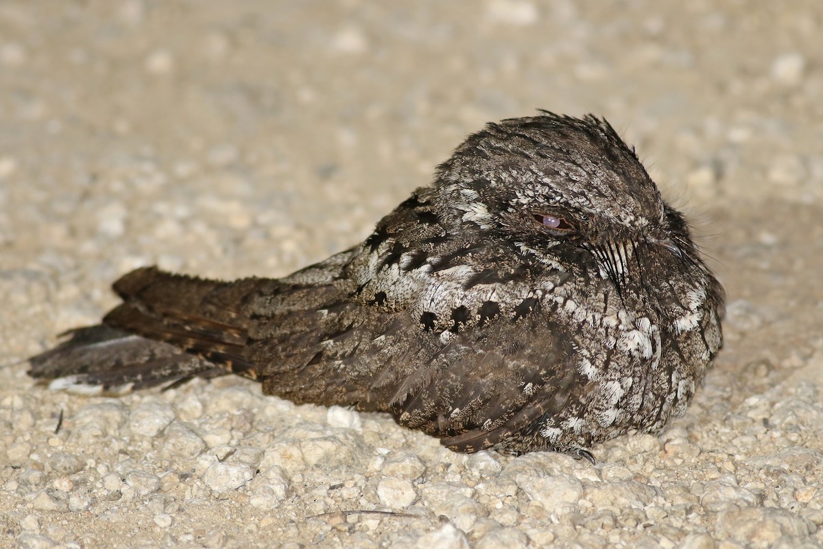 Cuban Nightjar - ML258541891