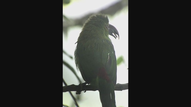 Crimson-rumped Toucanet - ML258542011