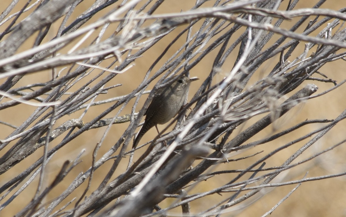 House Wren - ML258542741