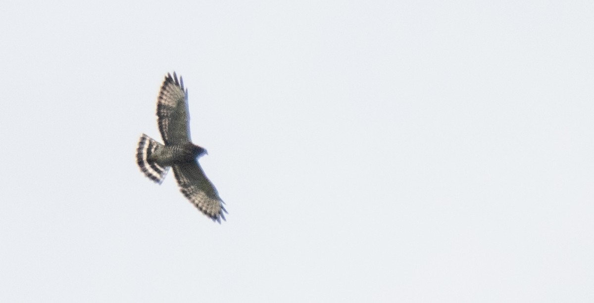 Broad-winged Hawk - ML258543201