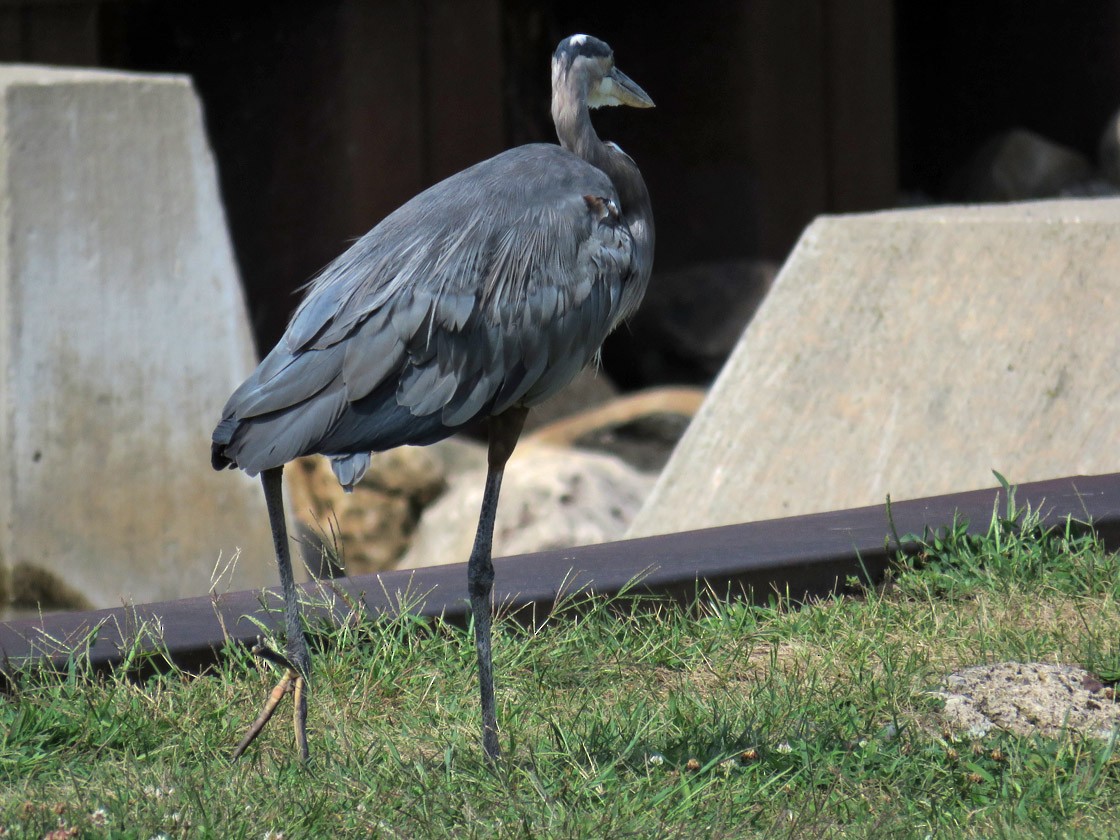 Great Blue Heron - ML258545301