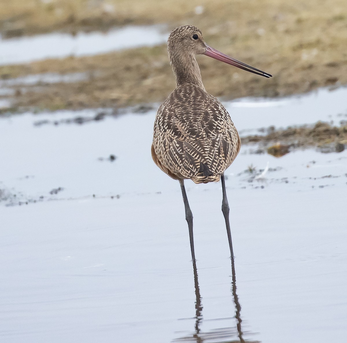 Marbled Godwit - ML258545431