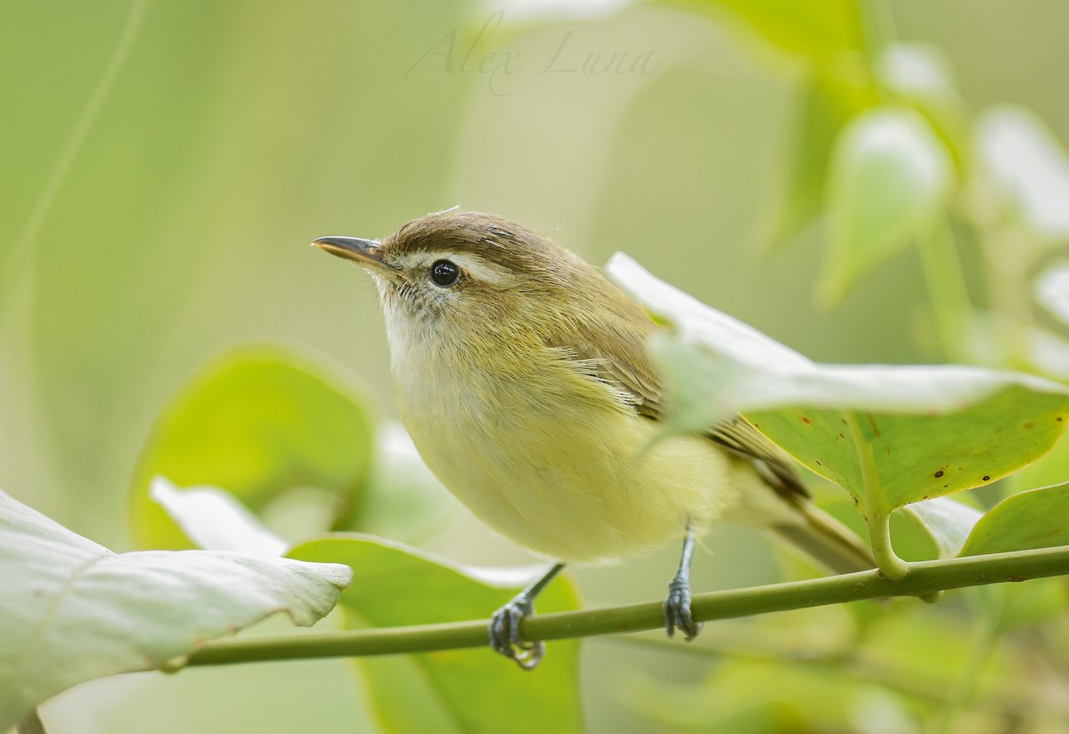 Brown-capped Vireo - ML258546401