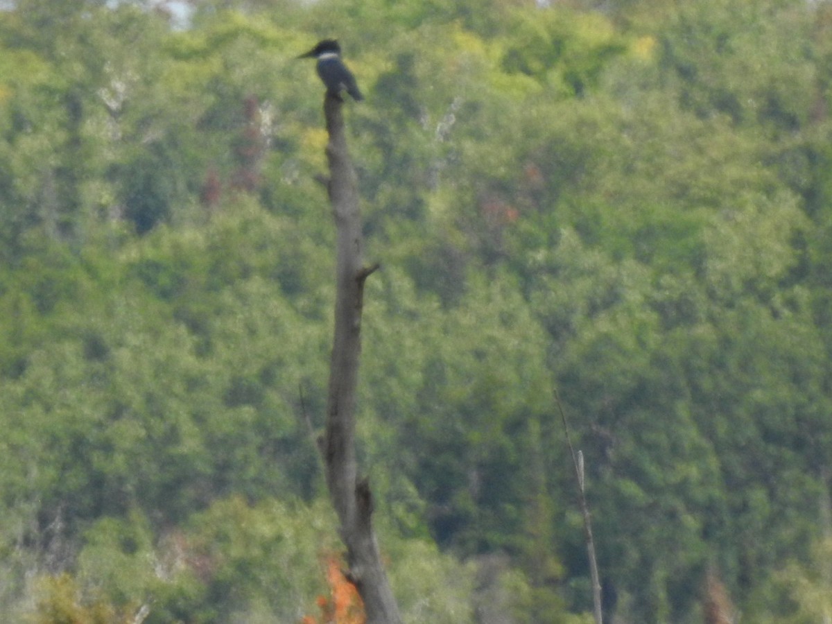 Belted Kingfisher - ML258548851