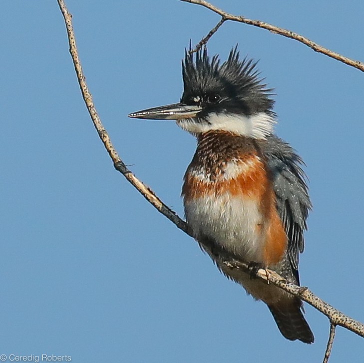 Belted Kingfisher - ML258550441