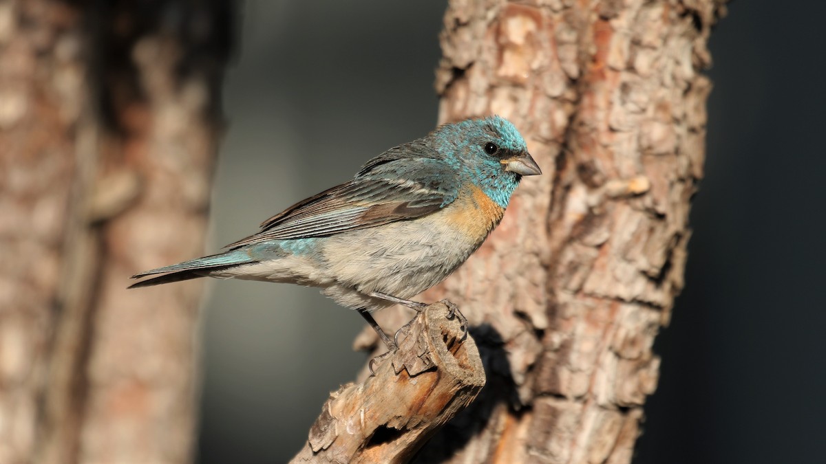 Lazuli Bunting - ML258551131