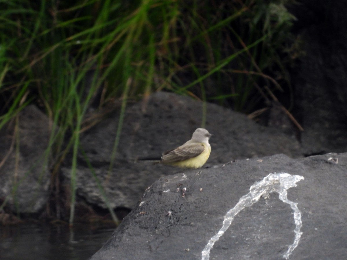 Western Kingbird - ML258551981