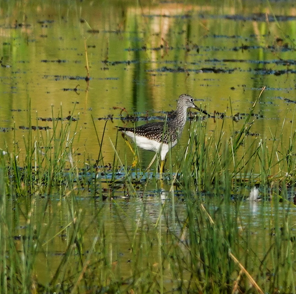 Greater Yellowlegs - ML258552111