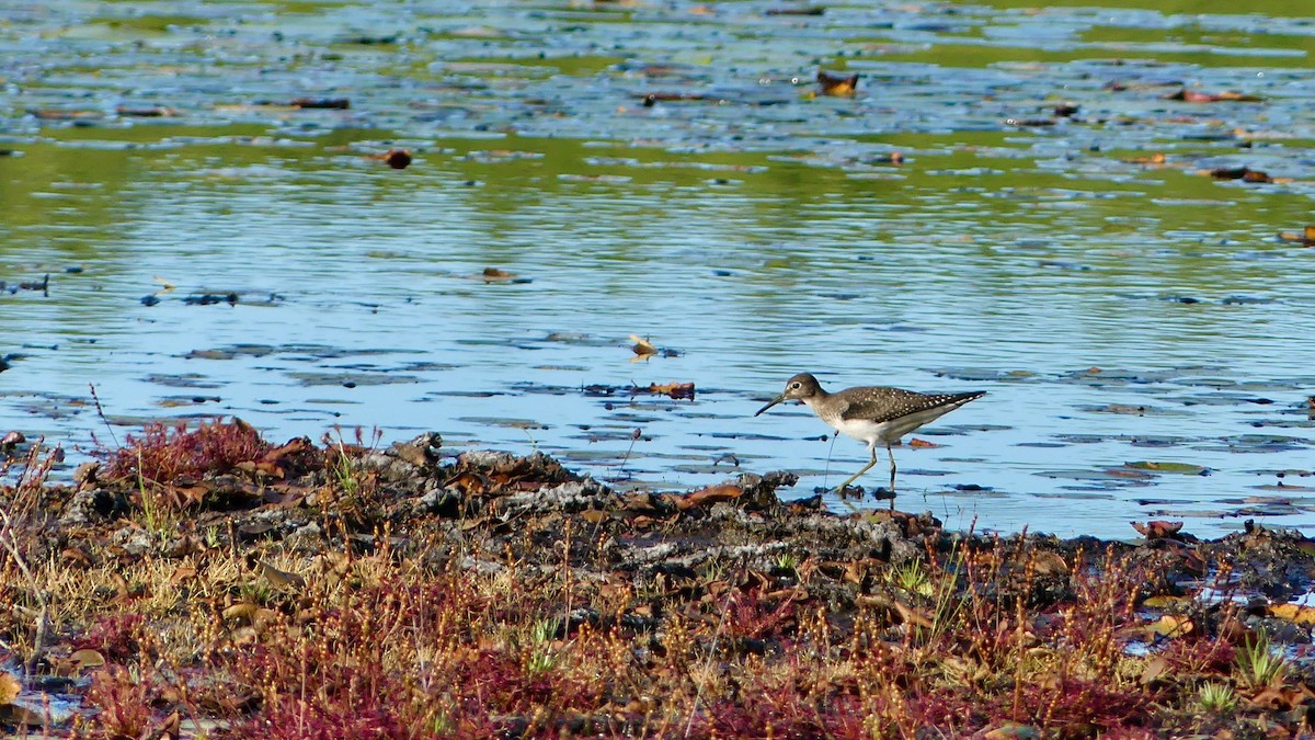 Solitary Sandpiper - ML258553481