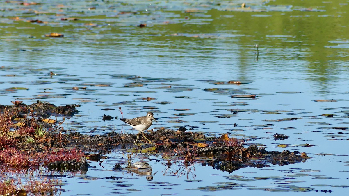 Solitary Sandpiper - ML258553491