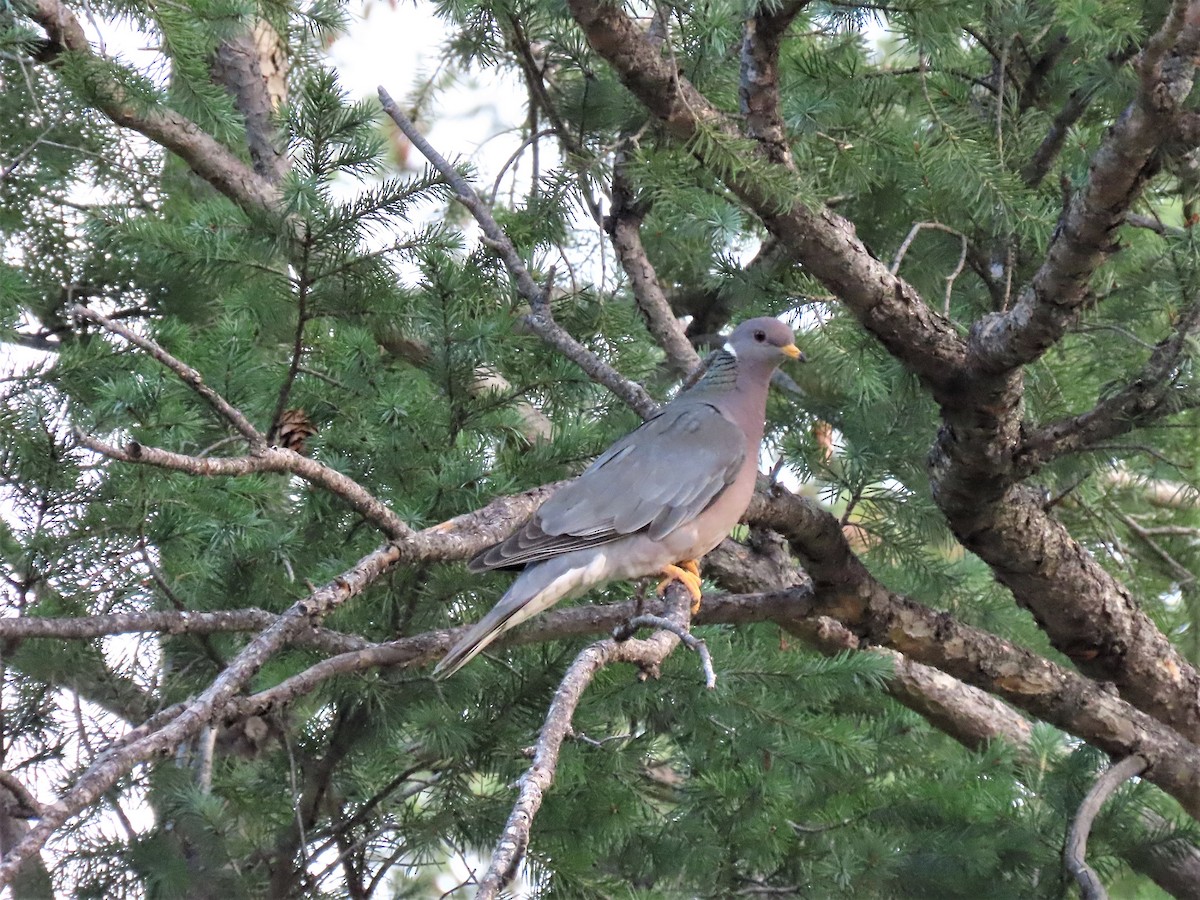 Band-tailed Pigeon - ML258555081