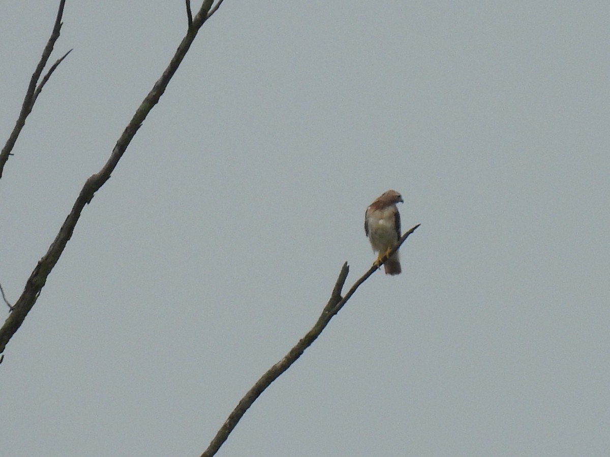 Red-tailed Hawk - ML258555111