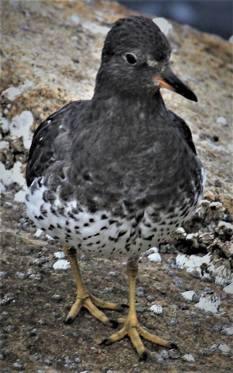 Surfbird - ML258555271