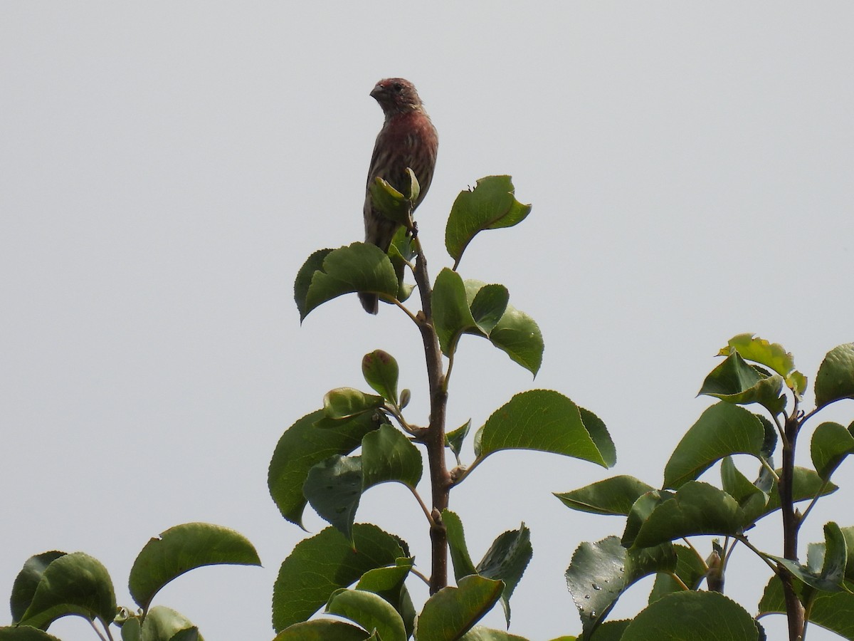 House Finch - ML258555501