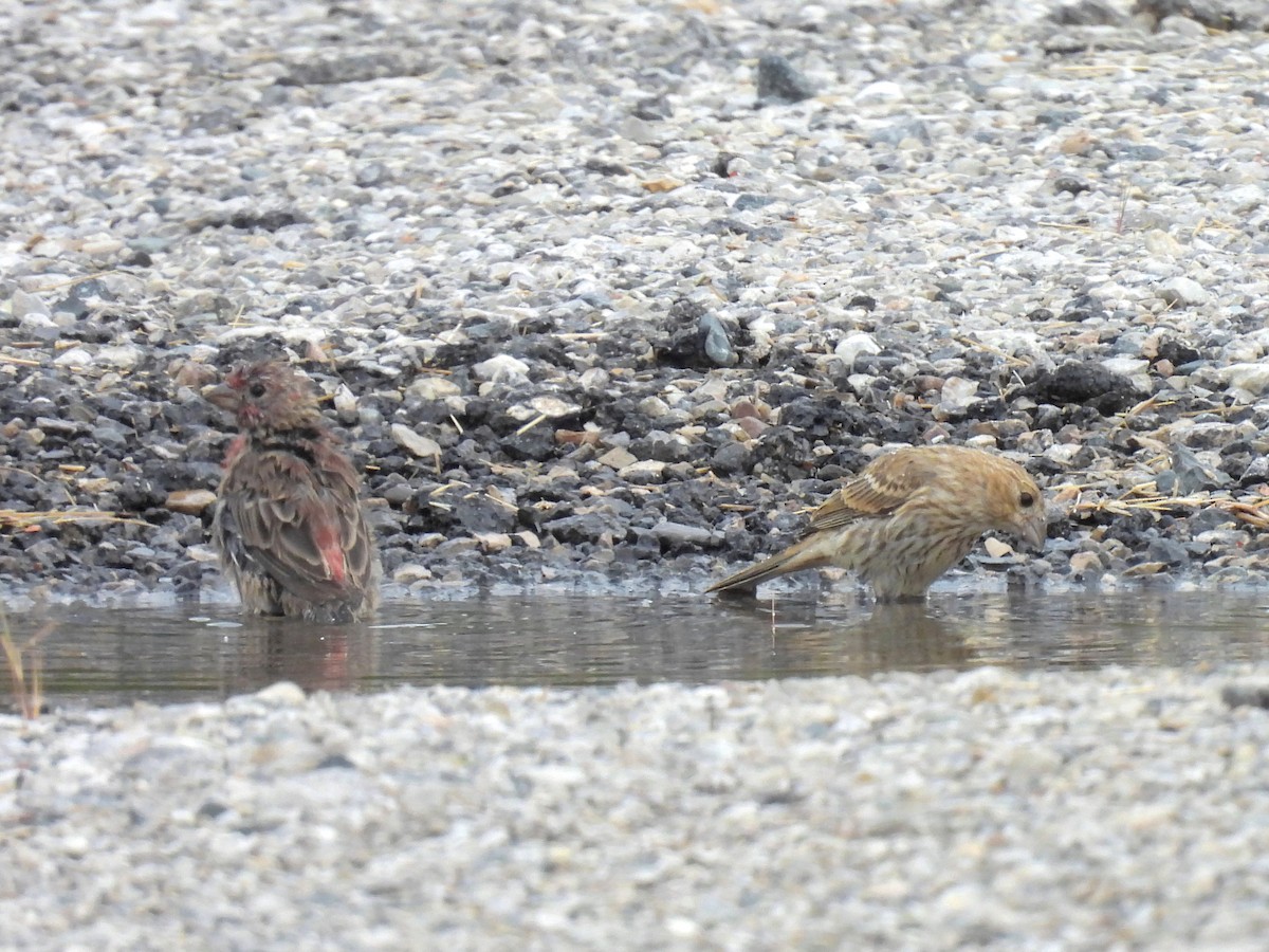 House Finch - ML258555541