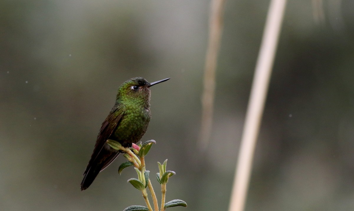 Metalura Verde - ML25855571