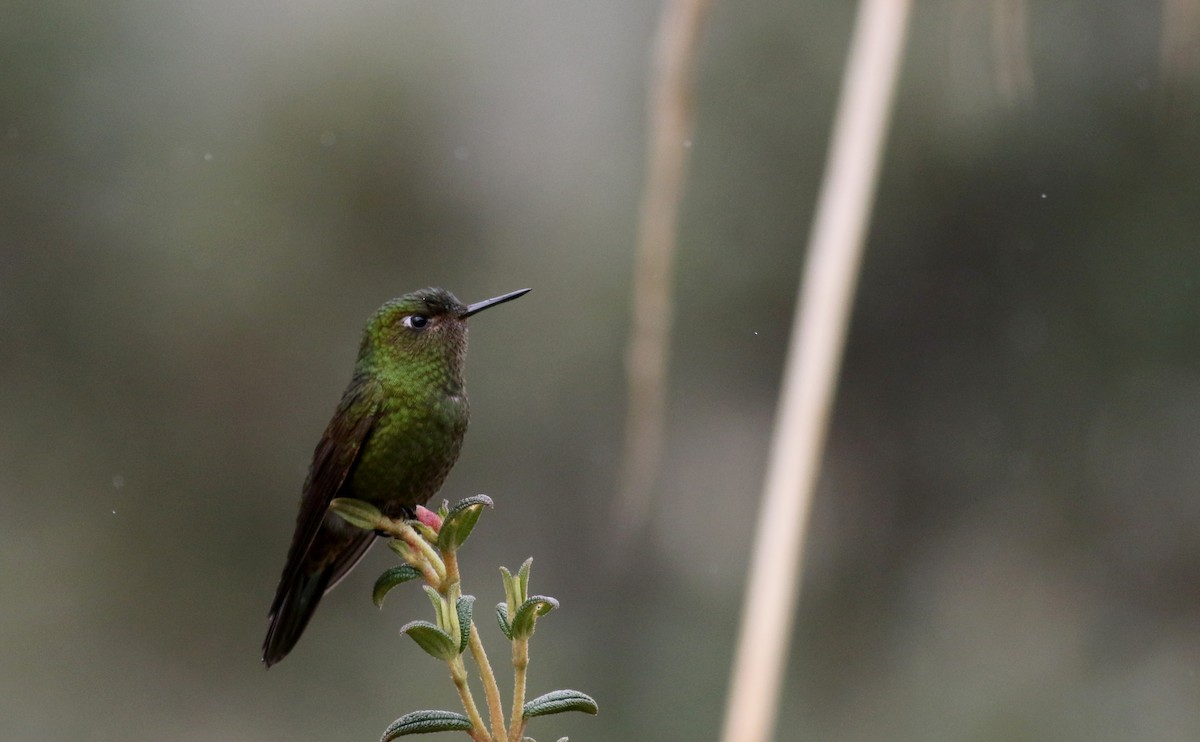 Metalura Verde - ML25855581