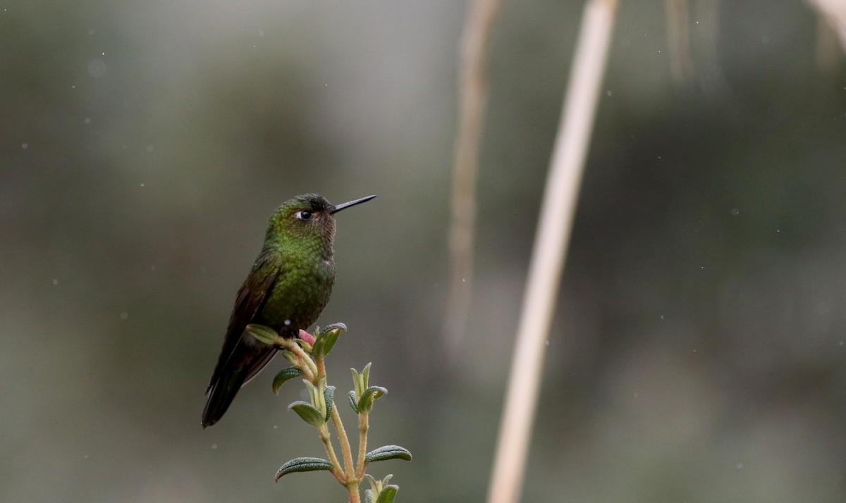 Viridian Metaltail - Jay McGowan
