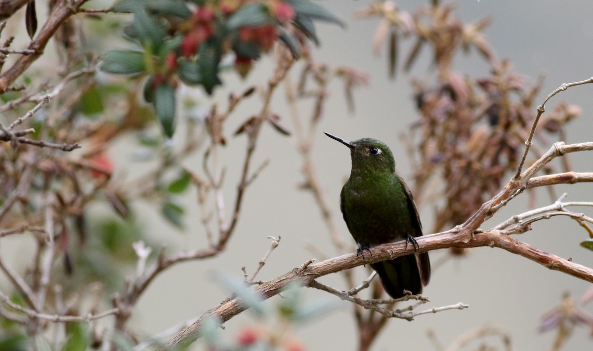 Viridian Metaltail - Jay McGowan