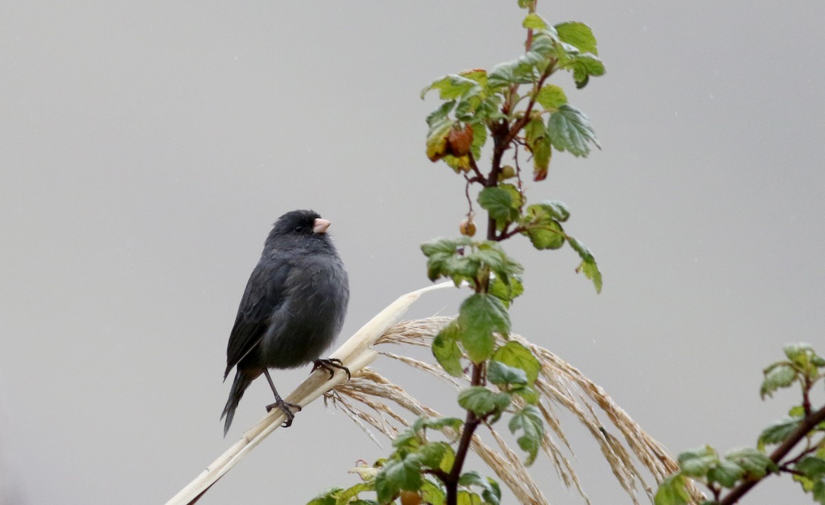 Paramo Seedeater - Jay McGowan