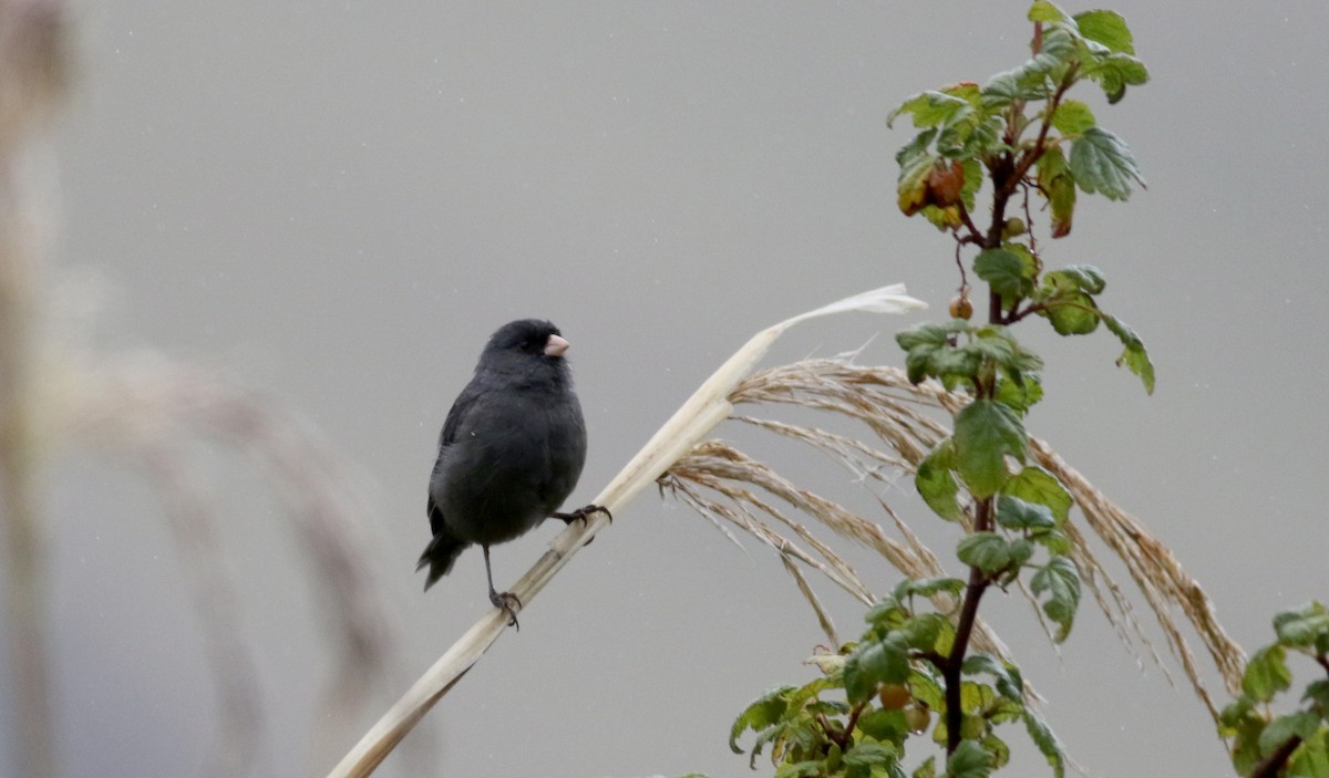 Paramo Seedeater - ML25855661