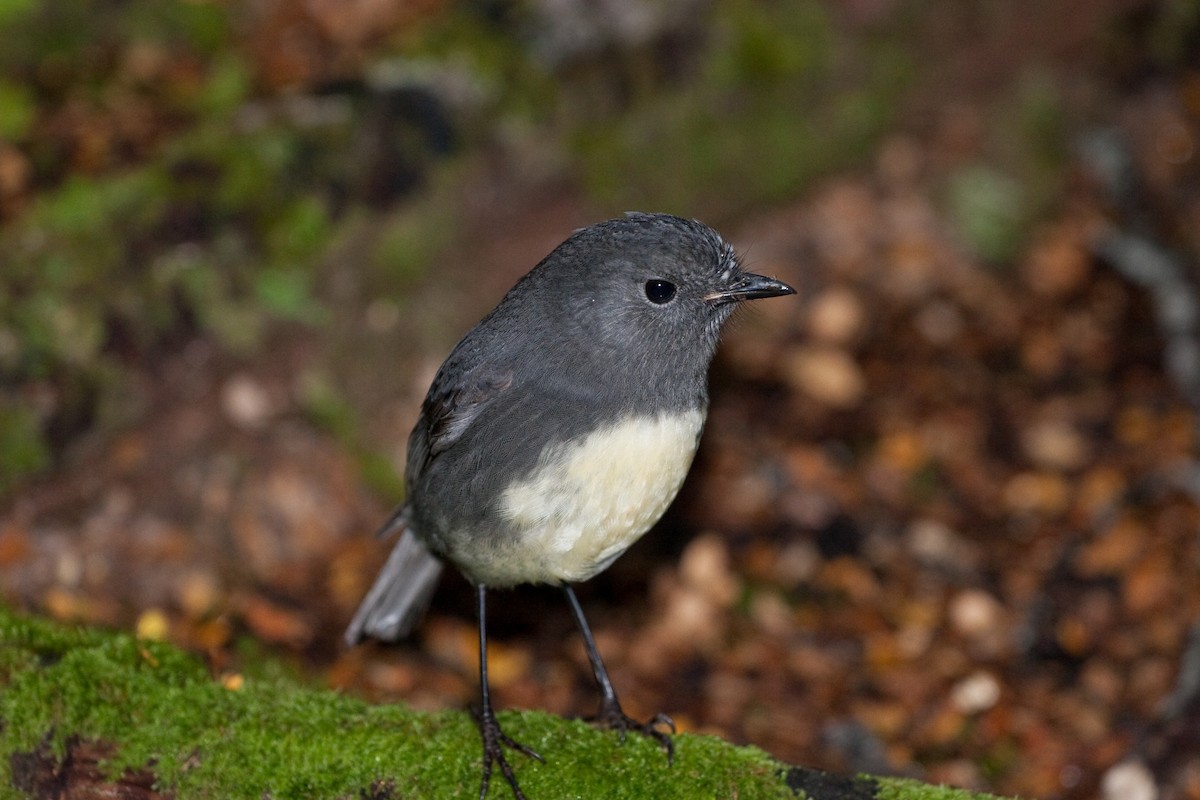 South Island Robin - ML258556651