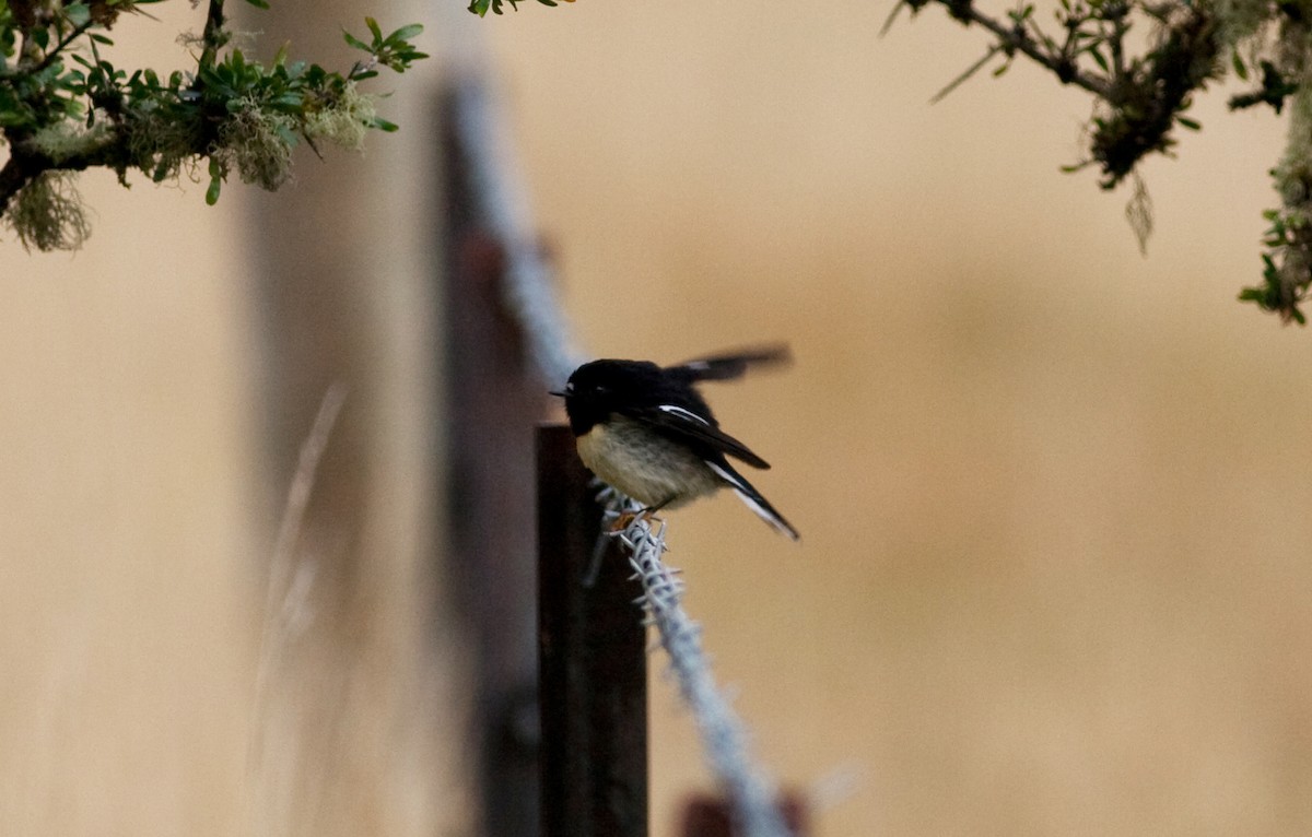 Tomtit - ML258557071