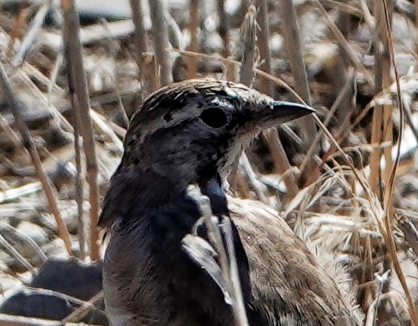 Horned Lark - Nancy Newland