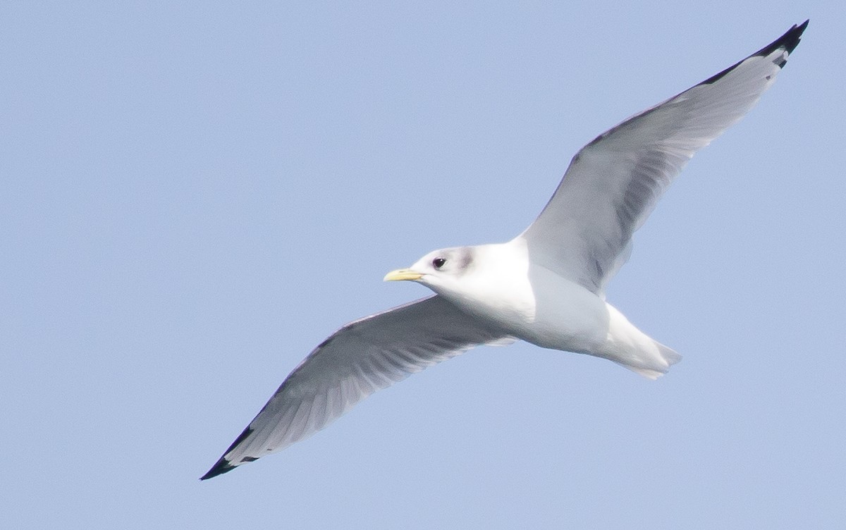 Black-legged Kittiwake - Caroline Lambert