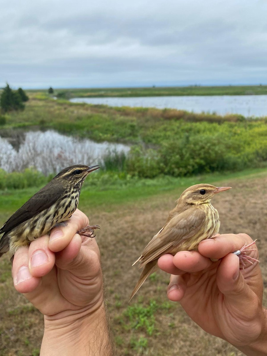 Northern Waterthrush - Ryan Leys