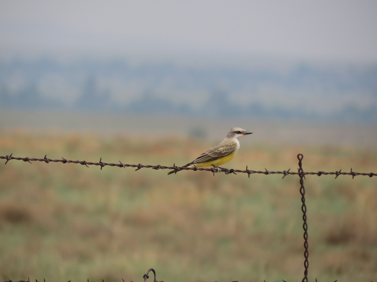 Schmalschnabel-Königstyrann - ML258557851