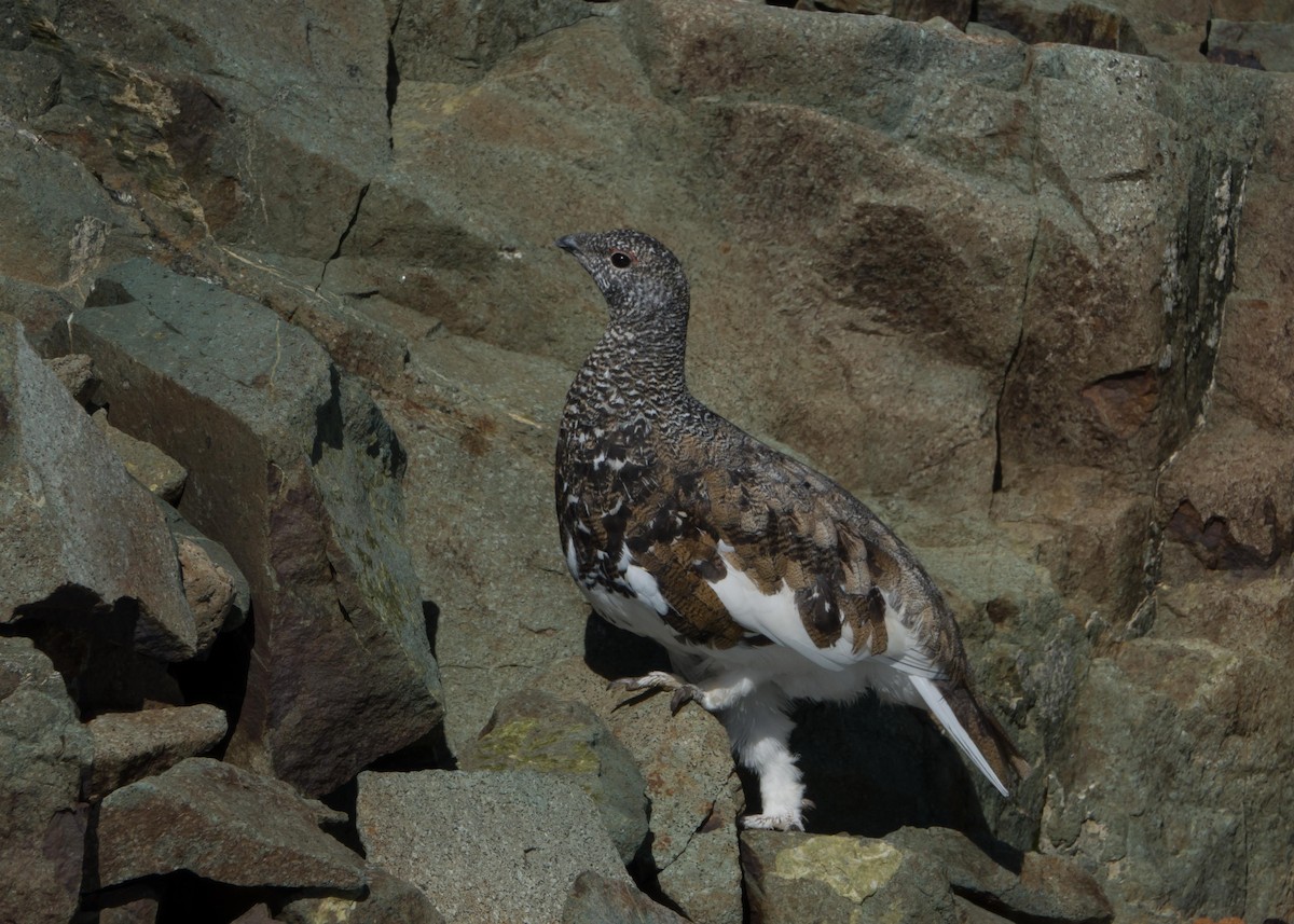 White-tailed Ptarmigan - Courtney Cameron