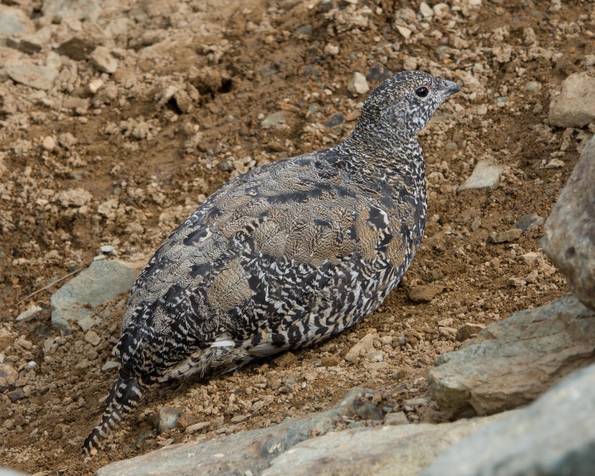 White-tailed Ptarmigan - Courtney Cameron