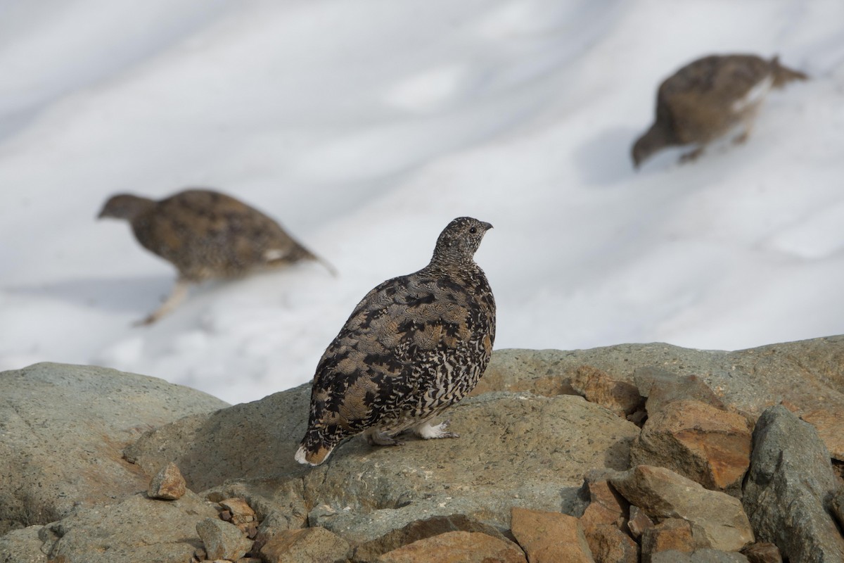 White-tailed Ptarmigan - ML258558321