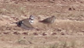 Pectoral Sandpiper - Daniel Lebbin