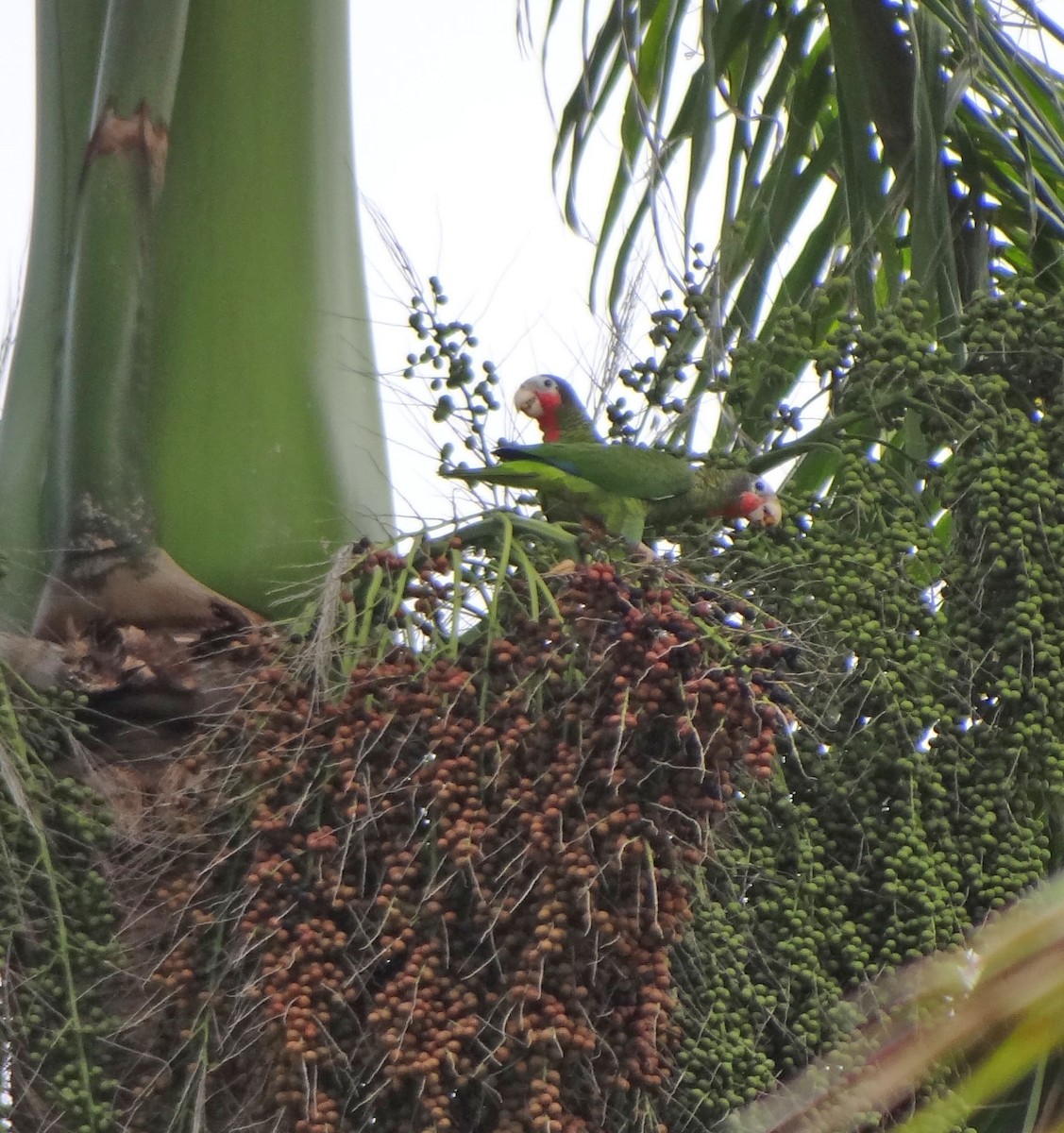 Cuban Parrot - ML25855921