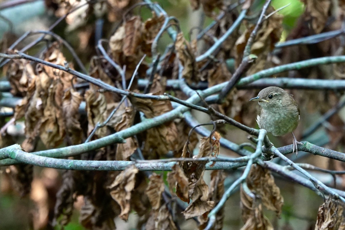 House Wren - Charlie Roberto