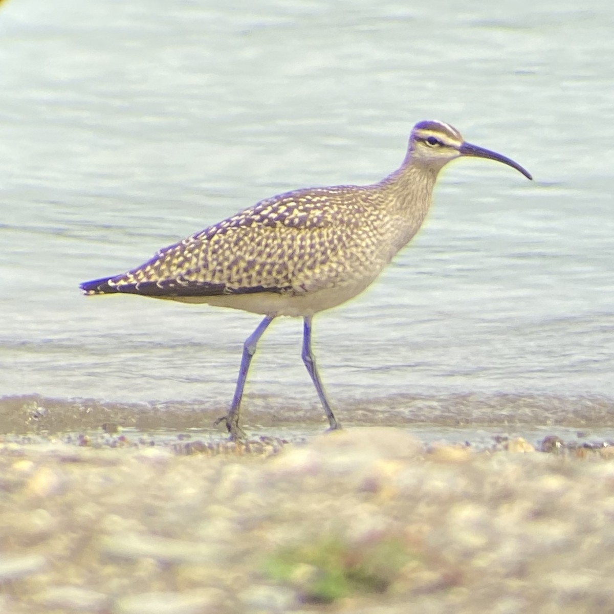 Hudsonian Whimbrel - Thomas Mudd