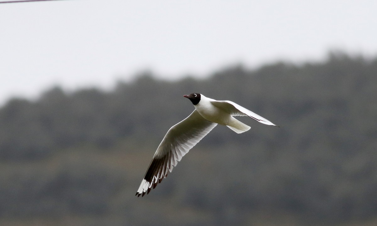 Andean Gull - ML25856171