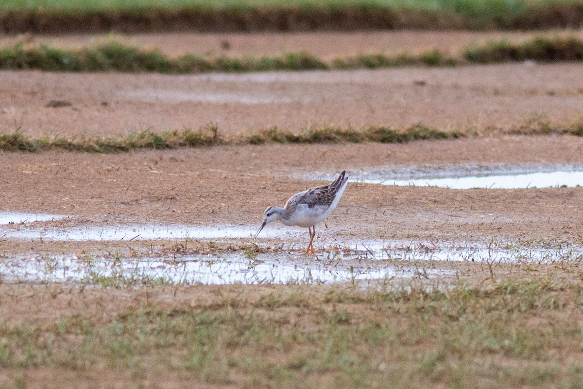 Wilson's Phalarope - ML258561861