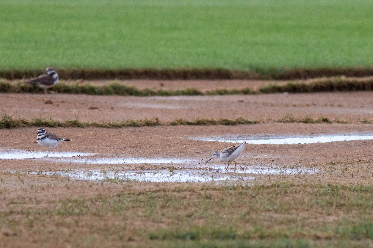 Wilson's Phalarope - ML258561911