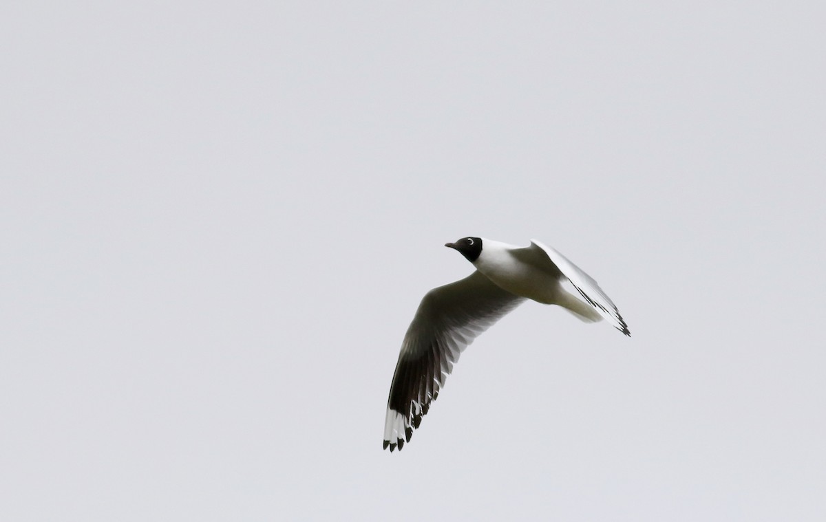 Andean Gull - ML25856201