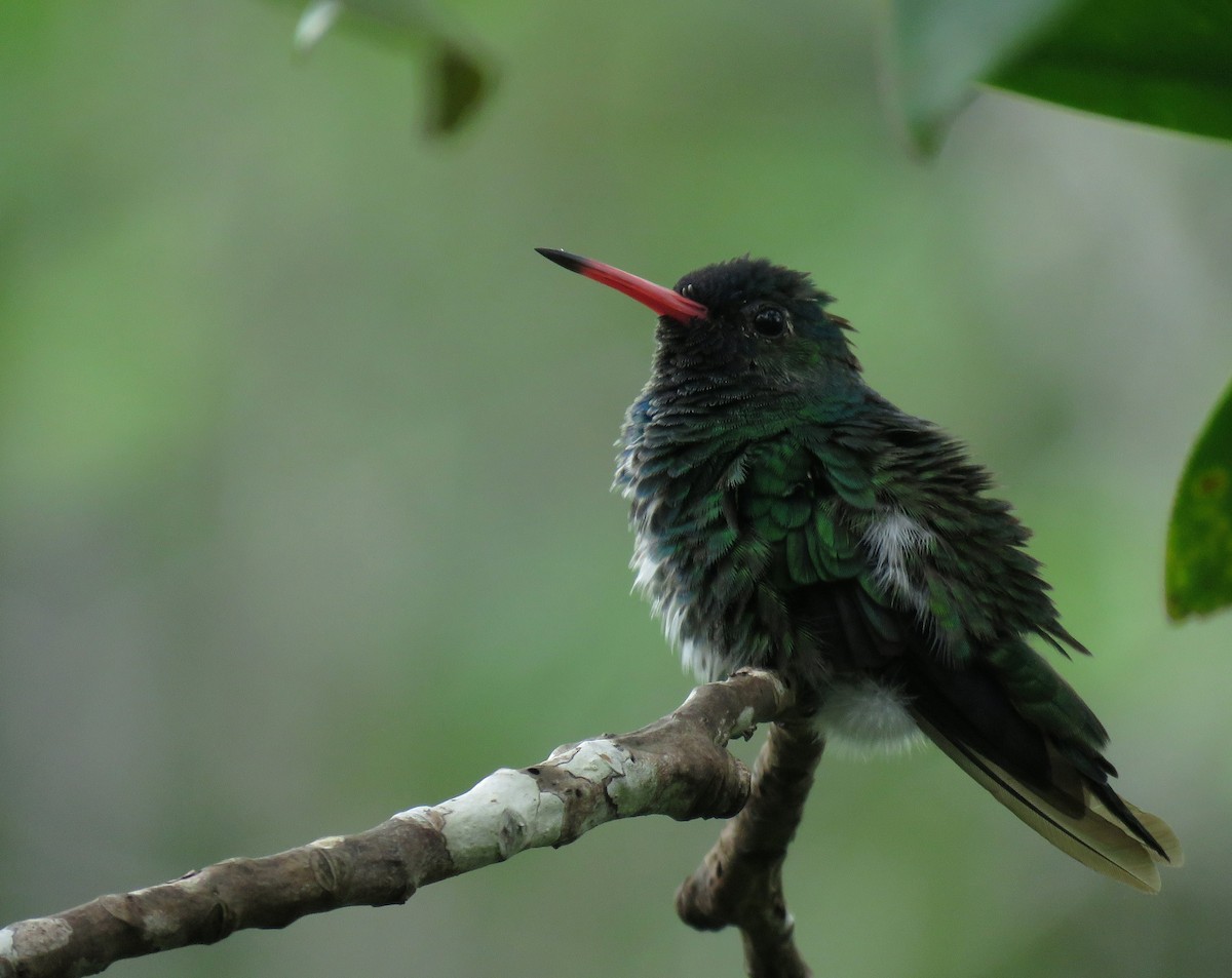 kolibřík Humboldtův - ML258562271
