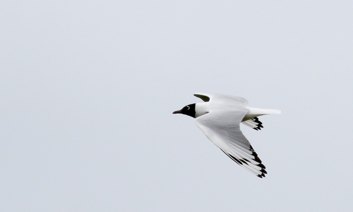 Andean Gull - ML25856231