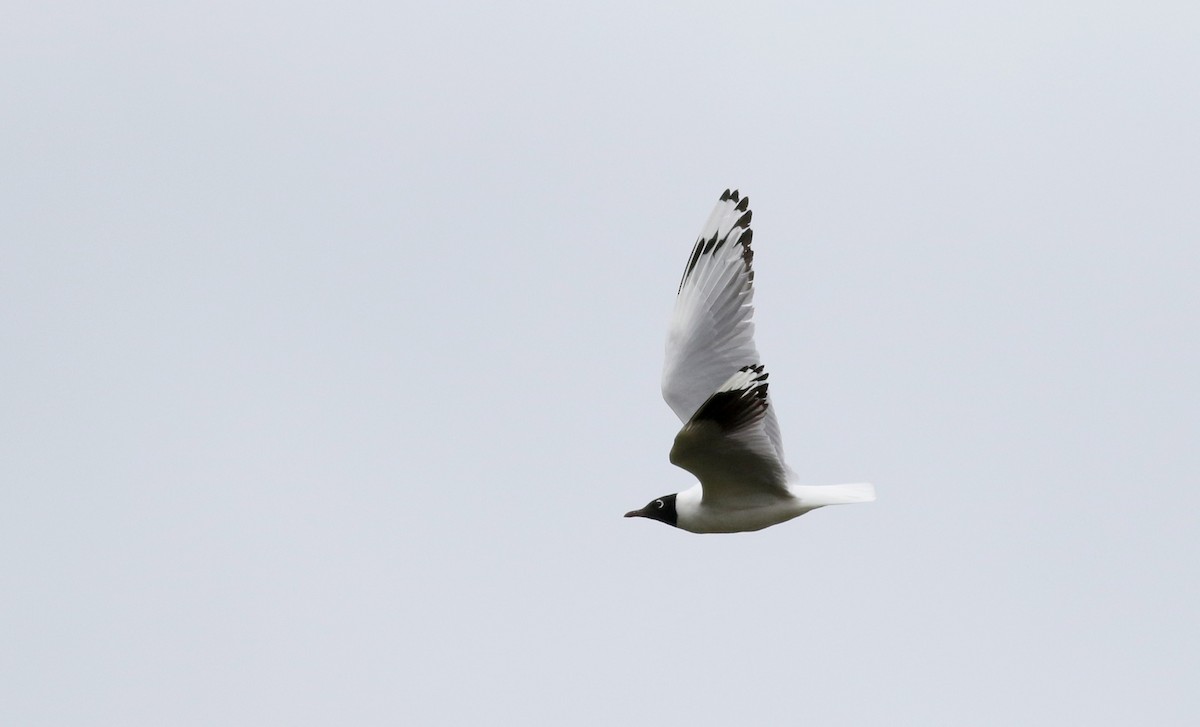 Andean Gull - ML25856241