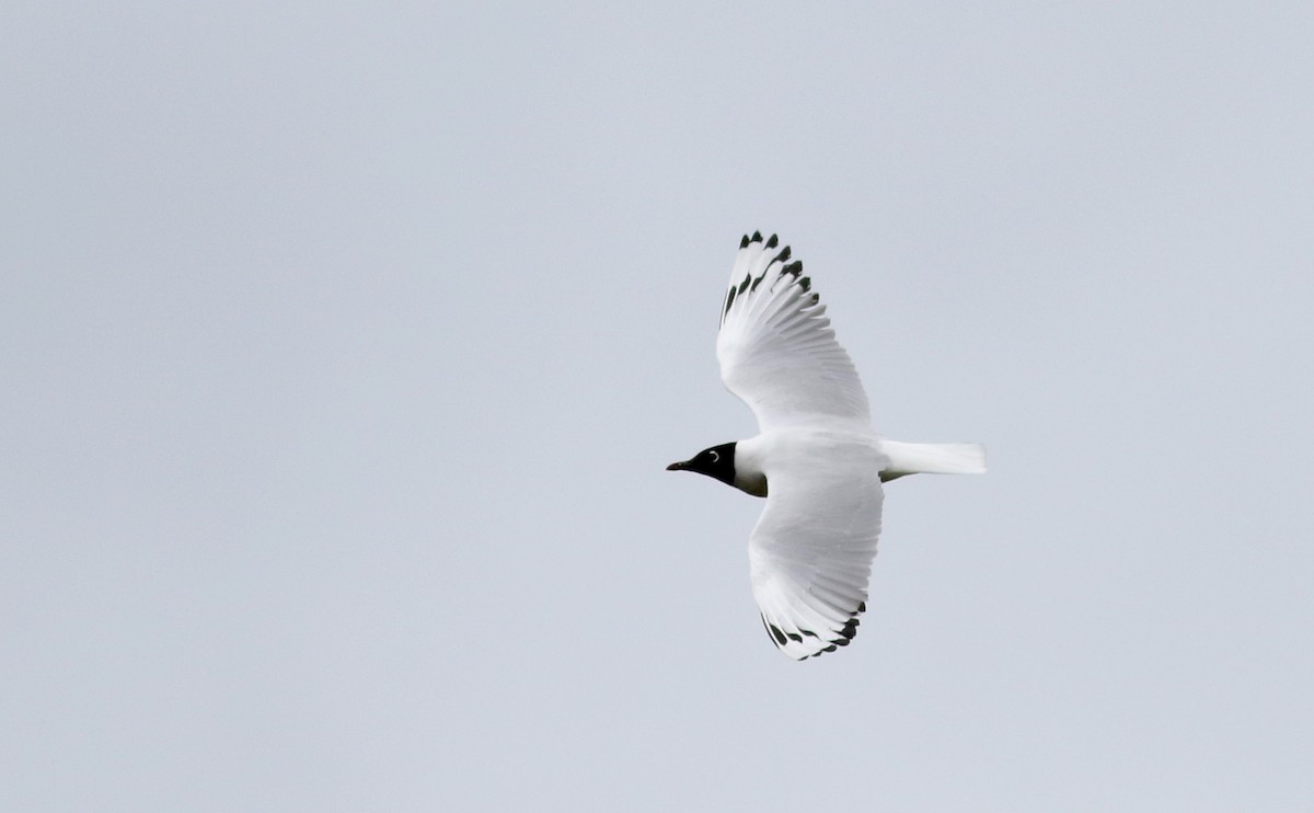 Andean Gull - ML25856251