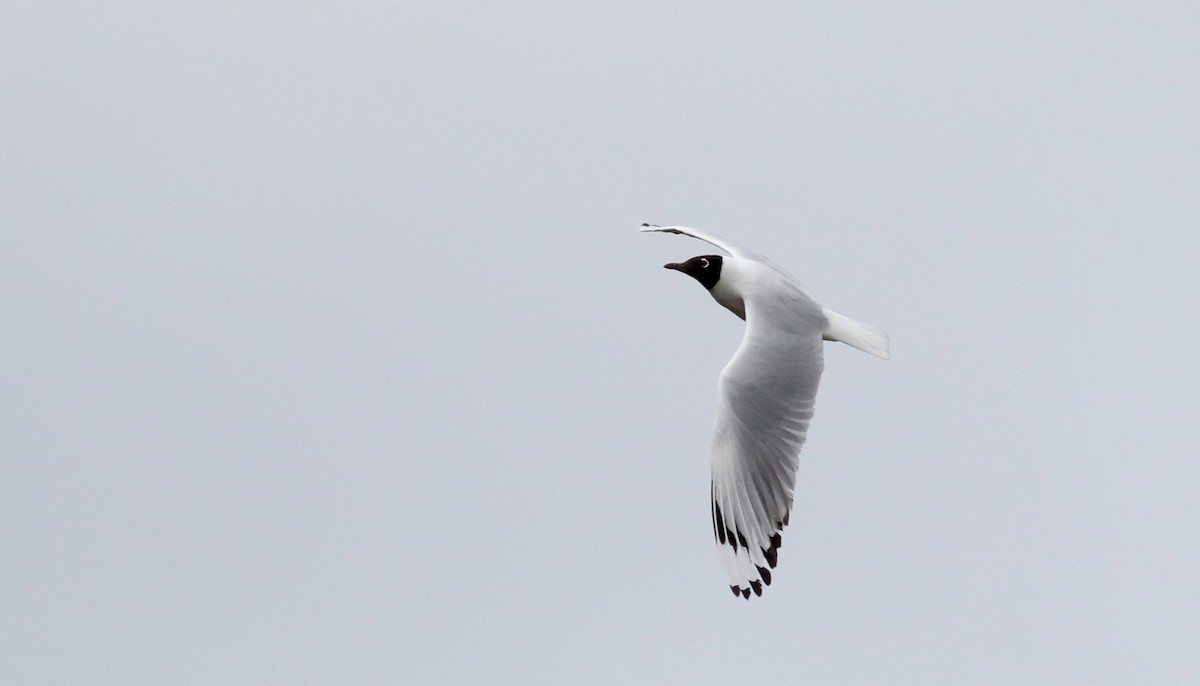 Andean Gull - ML25856261