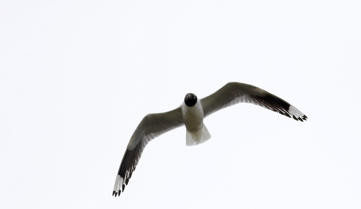 Andean Gull - ML25856301