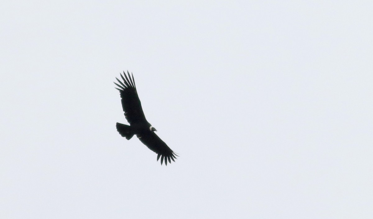 Andean Condor - ML25856351