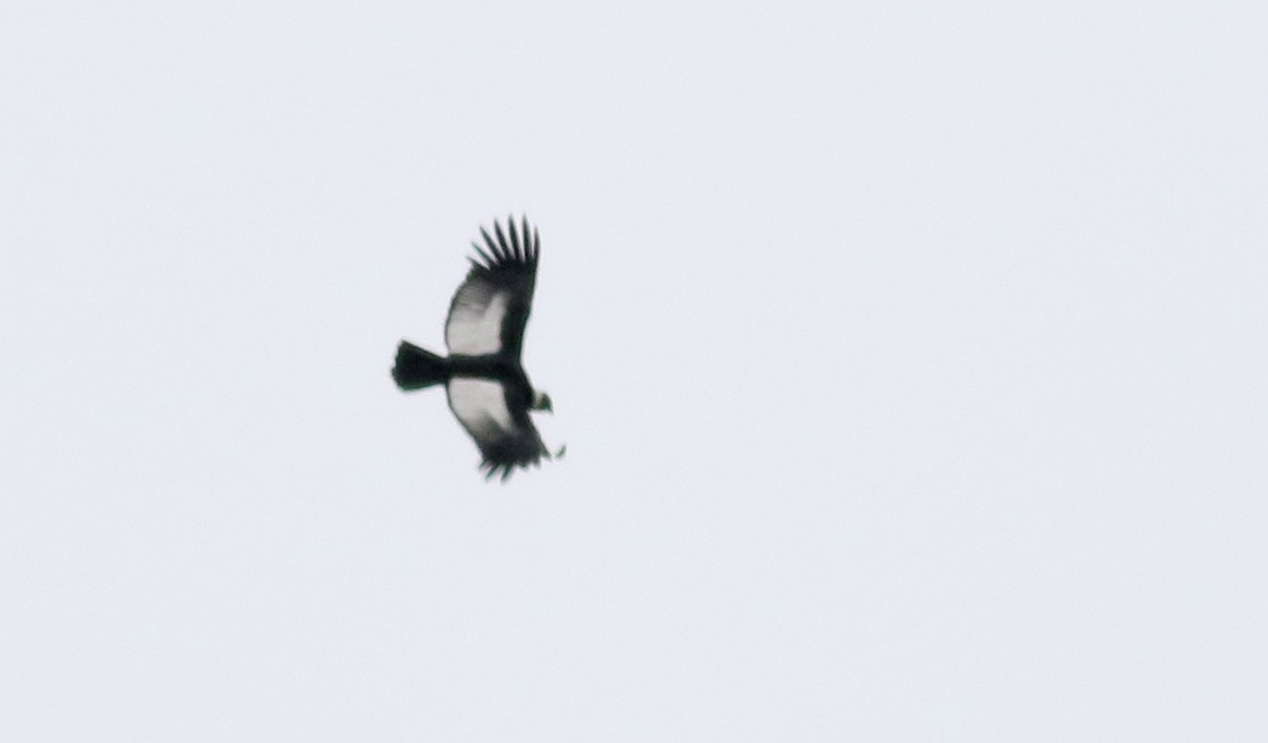 Andean Condor - ML25856361
